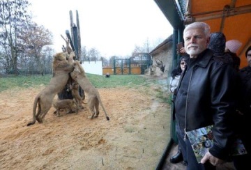 „Nemám potřebu si čechrat peříčka.“ Petr Pavel u krmení lvů popsal, v čem musí v kampani přidat